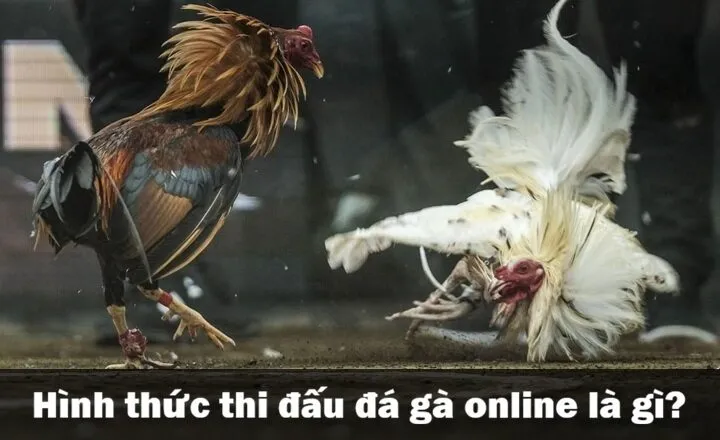 Đá gà online là gì? 