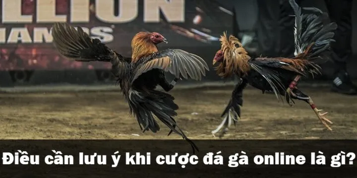 Đá gà online là gì? Đừng chơi nếu chưa biết điều này